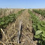 Soybeans planted in cereal rye cover crop. Planting cover crops can reduce soil erosion, break up compacted soil, provide a habitat for beneficial insects and wildlife, and prevent latent fertilizer from leaching into rivers and streams. (Photo by Jennifer Jones, Illinois Extension)