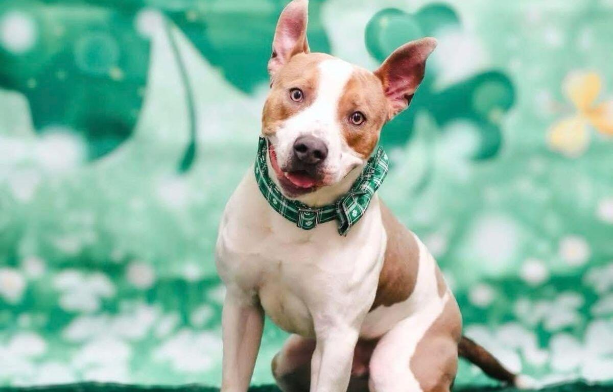 Charlie - Dog of the Week