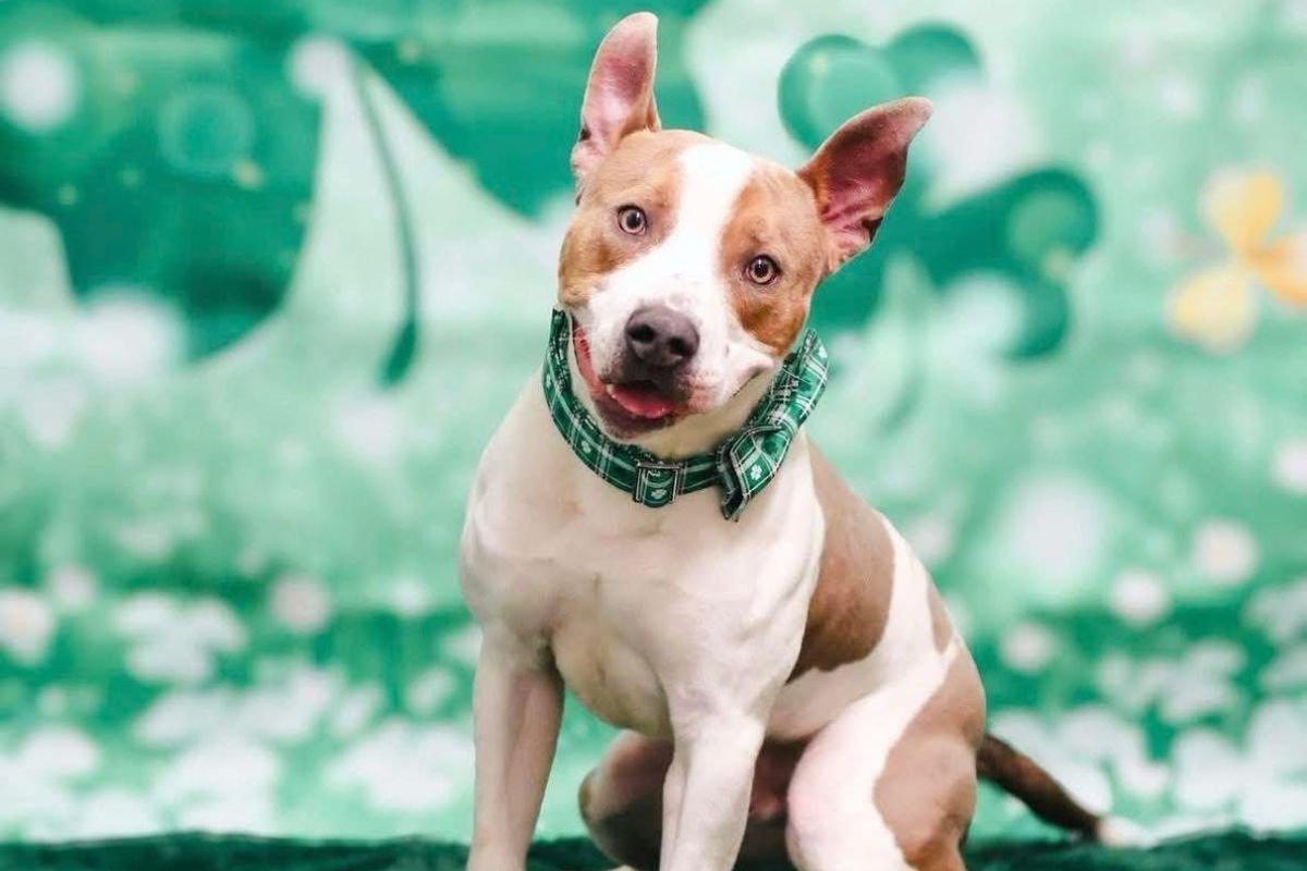 Charlie - Dog of the Week
