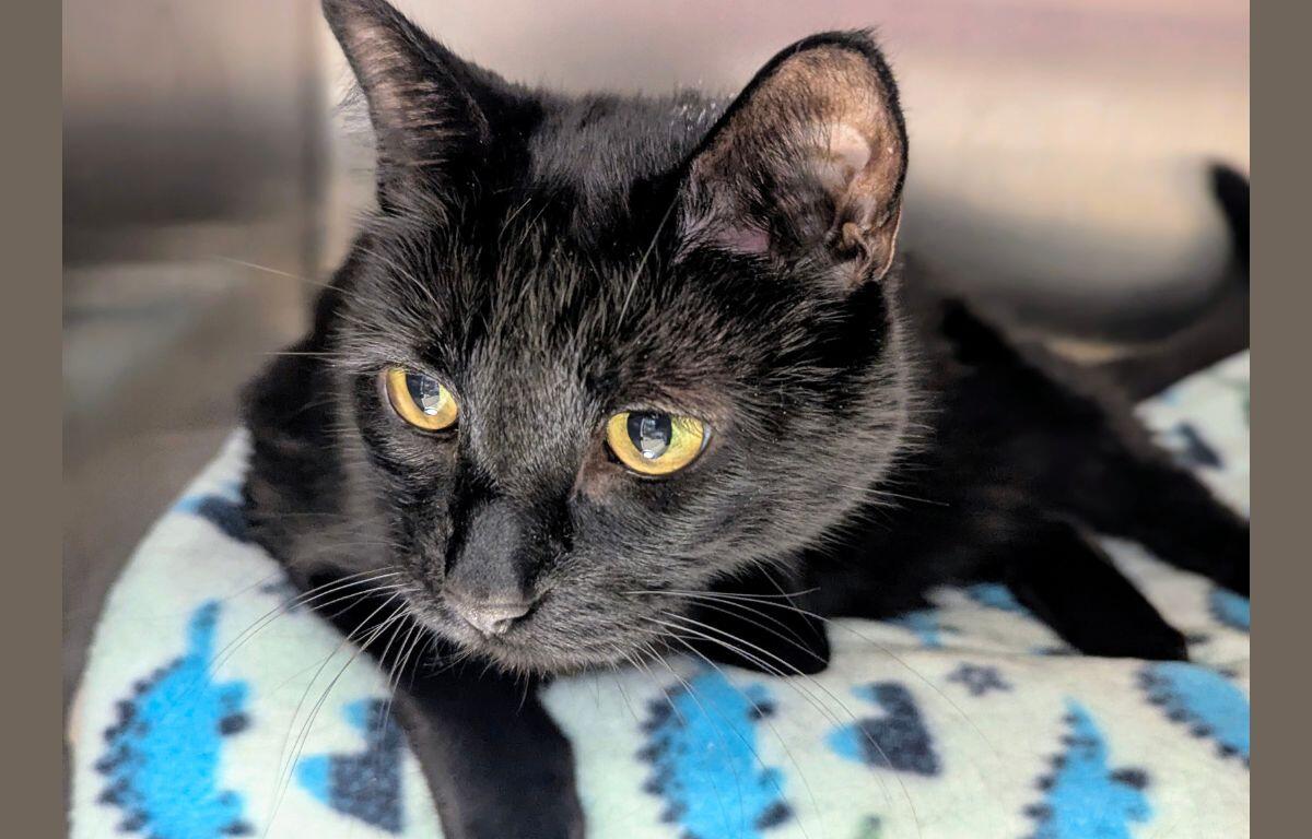 Kitty - Cat of the Week