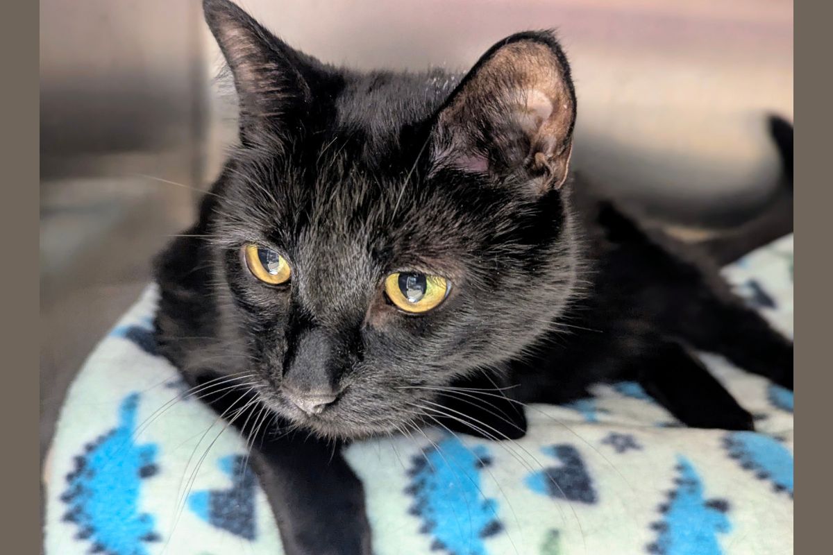 Kitty - Cat of the Week