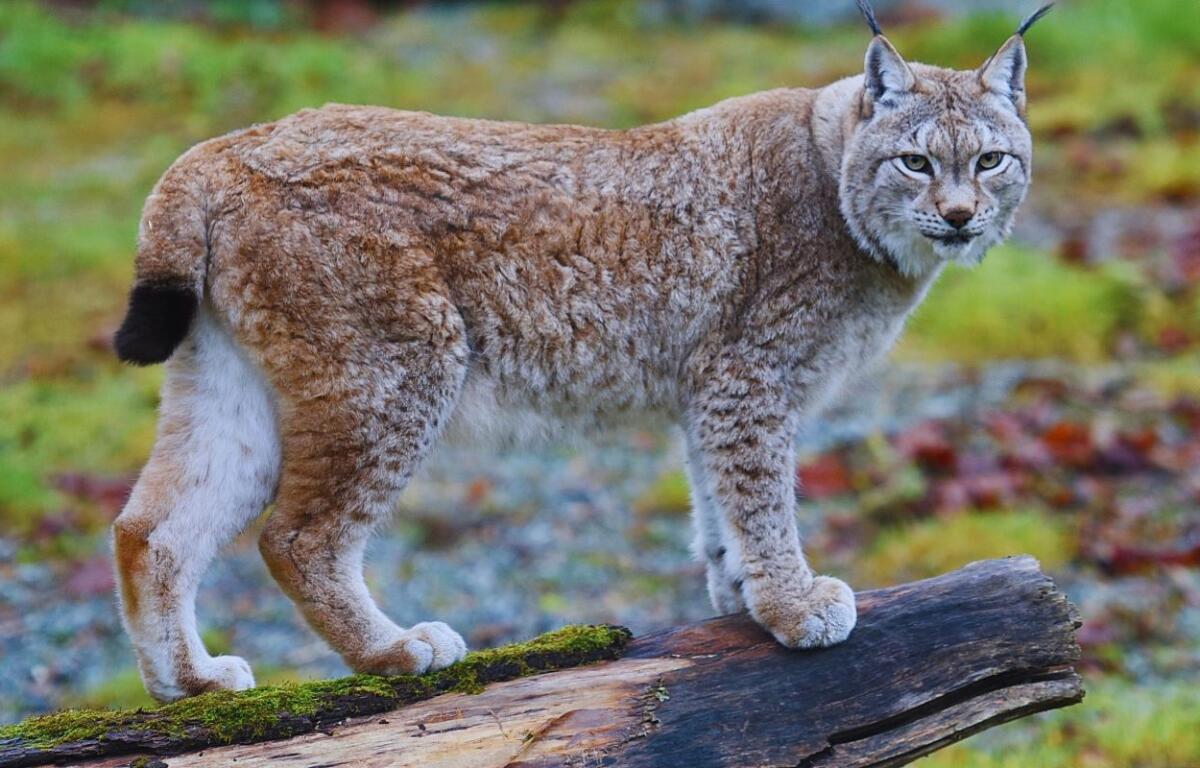 Bobcat