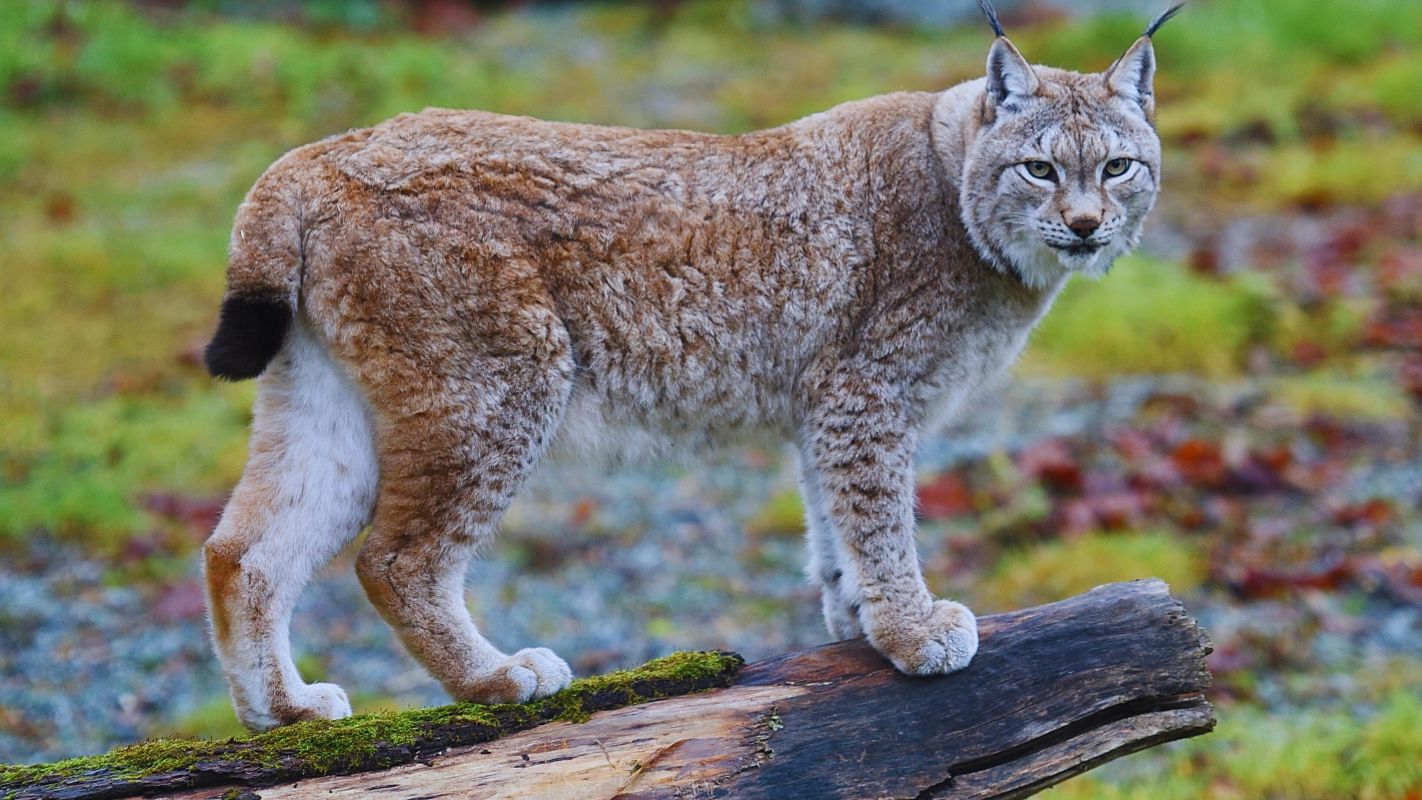 Bobcat