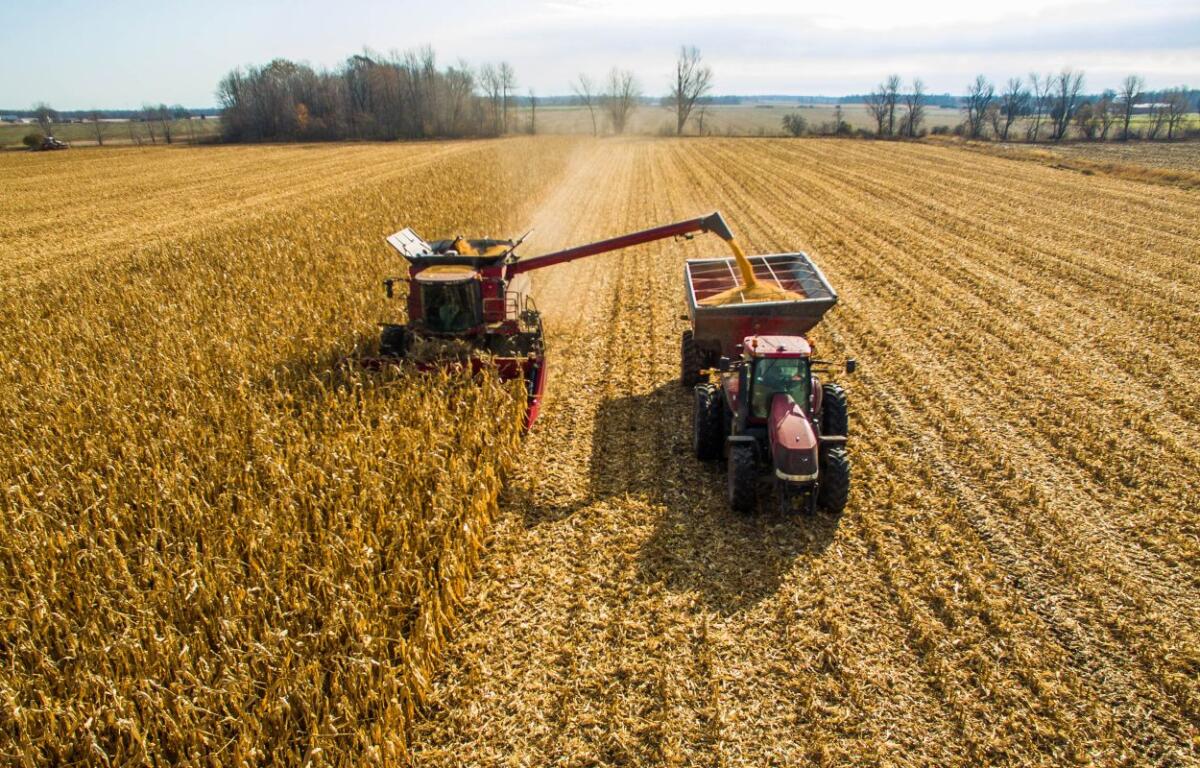 harvesting corn