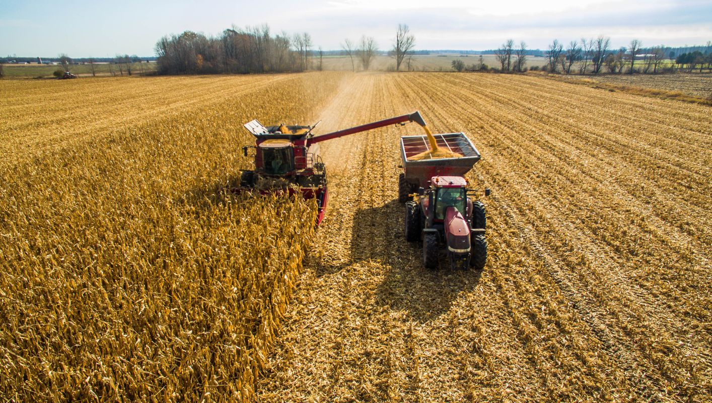 harvesting corn