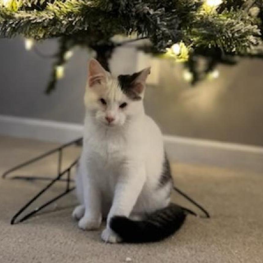 Luke - Cat of the Week