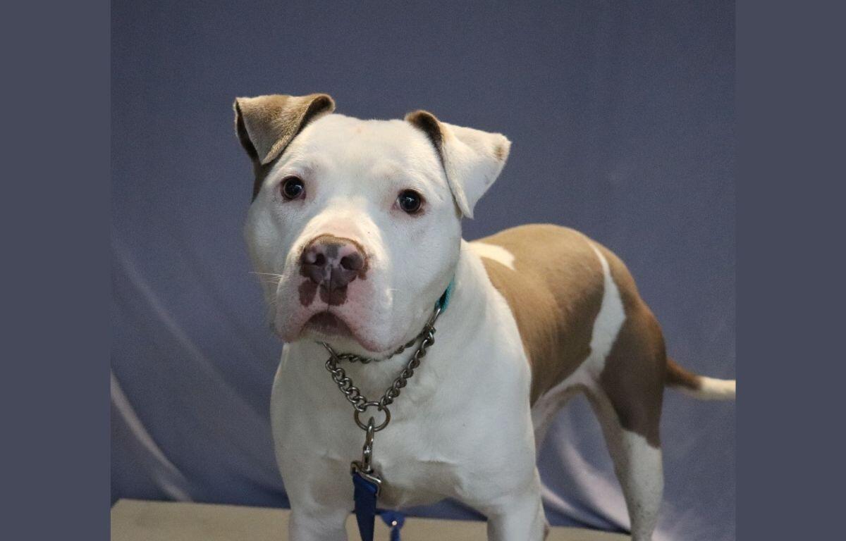 ACE - APL Dog of the Week
