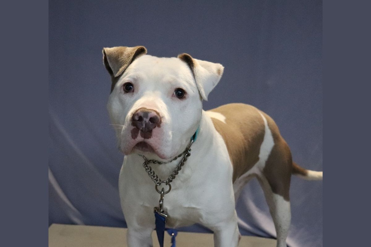 ACE - APL Dog of the Week