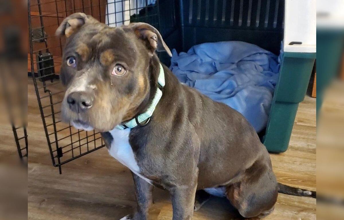Rosie - Friends of Sangamon County Animal Control and Adoption Center Dog of the Week