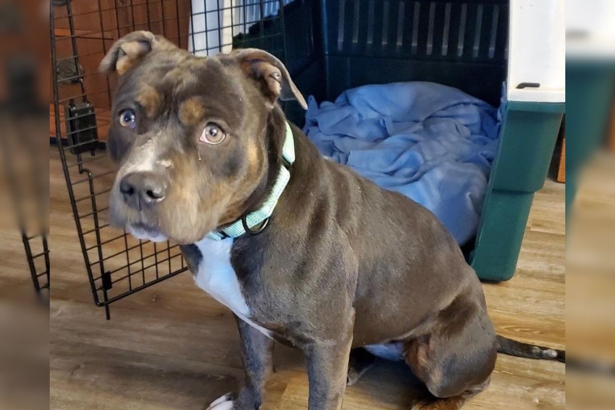 Rosie - Friends of Sangamon County Animal Control and Adoption Center Dog of the Week