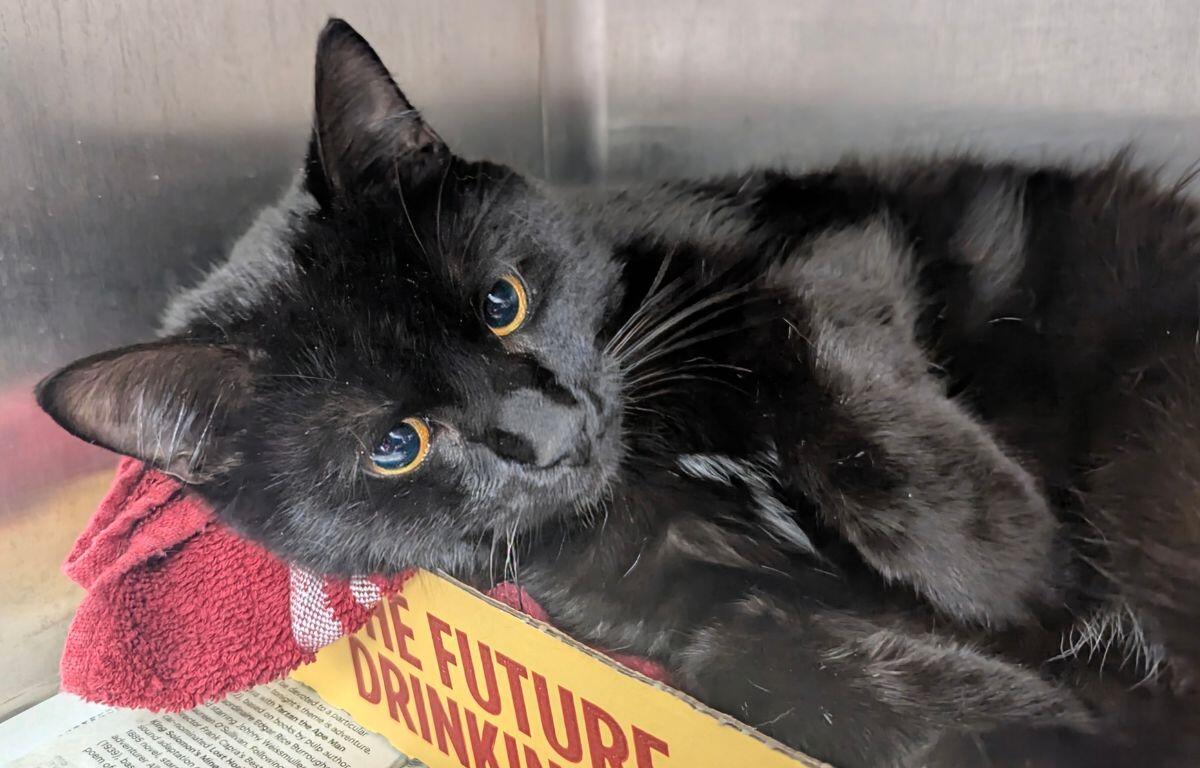 Smokey - Meow Mobile Cat of the Week