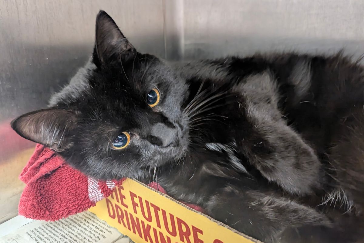 Smokey - Meow Mobile Cat of the Week