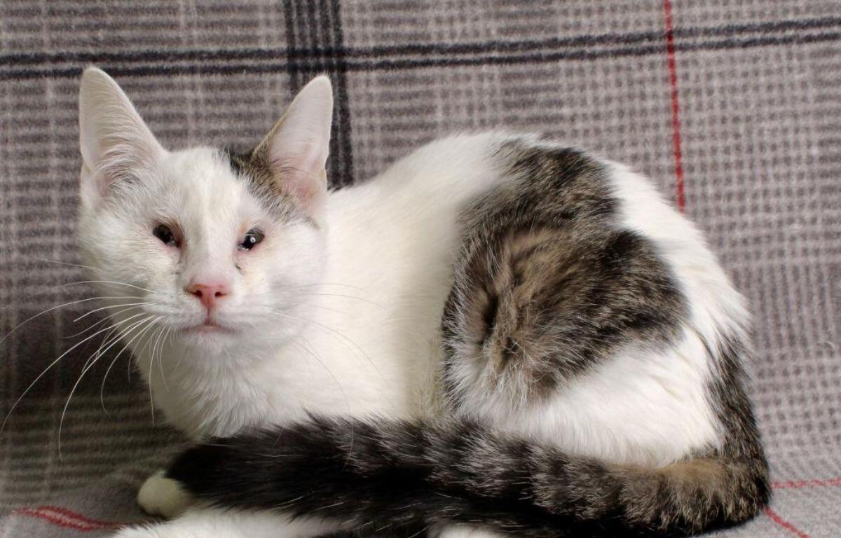 Luke - APL Cat of the Week