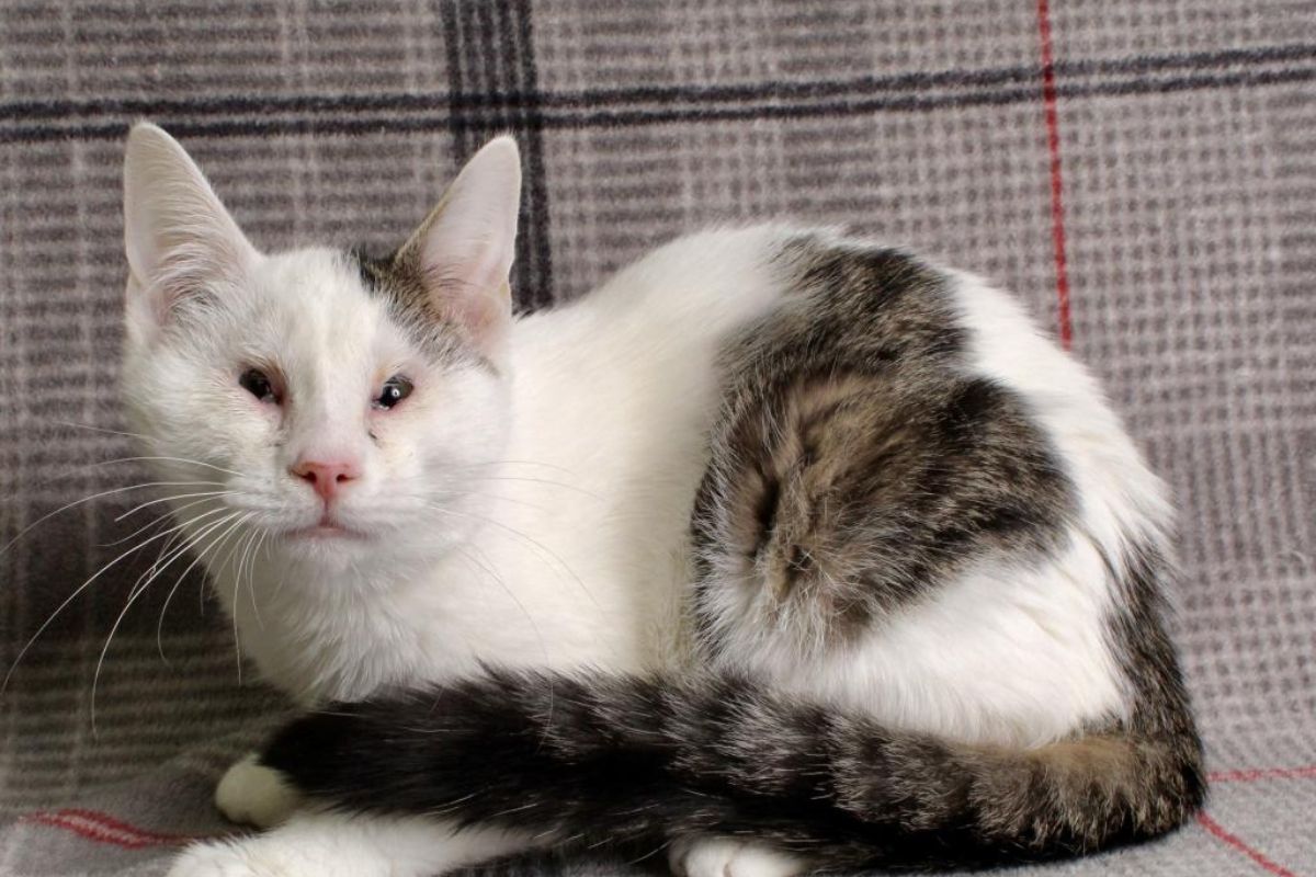 Luke - APL Cat of the Week