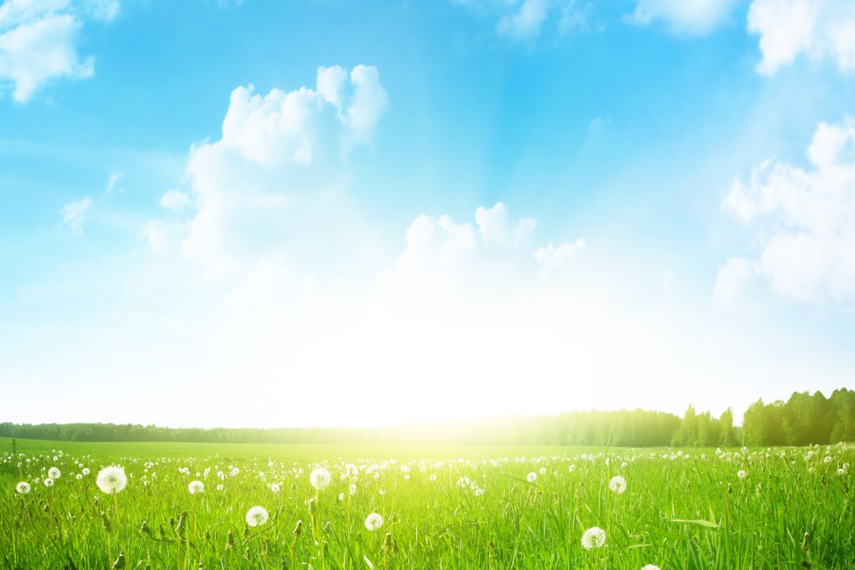 Dandelions in field with partly cloudy skies