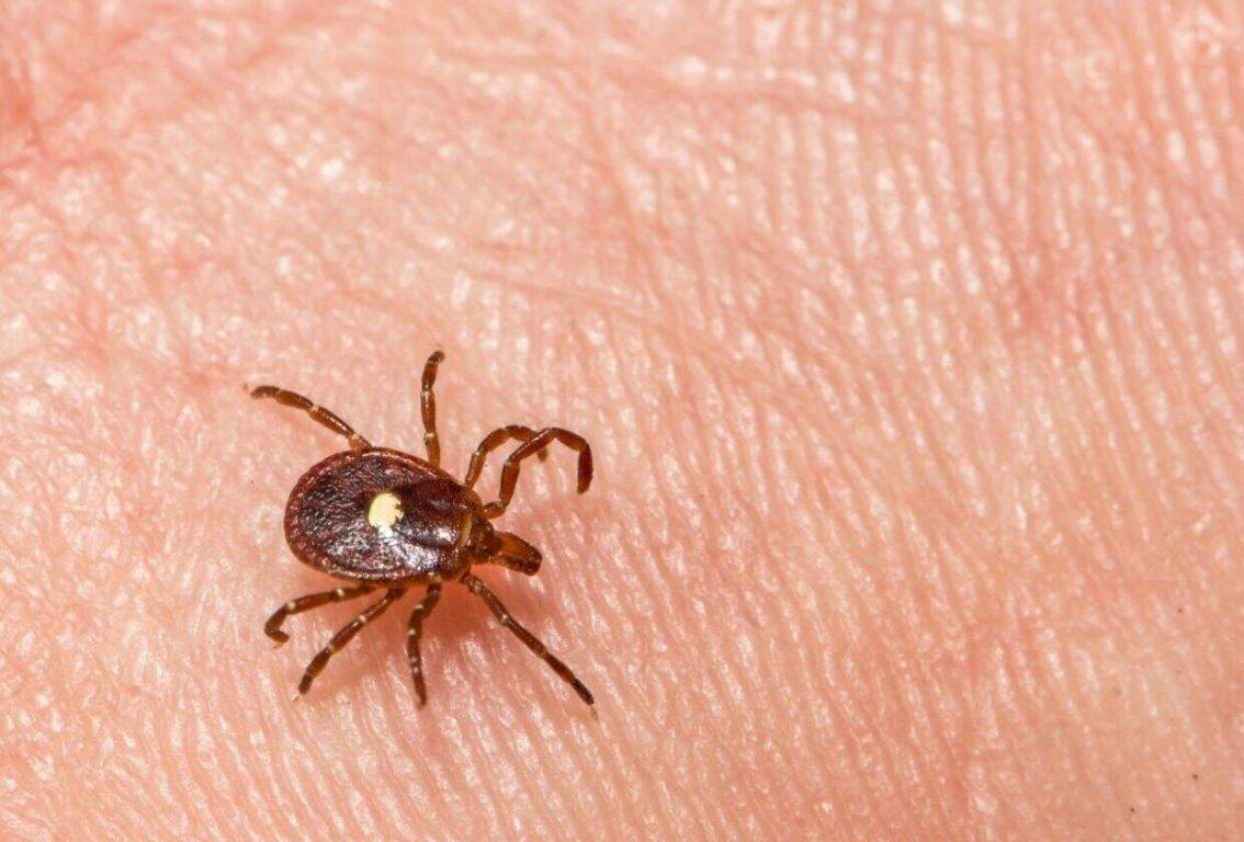 One bite. No cure. The tick-borne disease that turns meat lovers into vegetarians - whether they like it or not. Photo credit: Depositphotos.