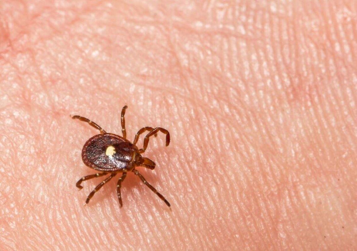One bite. No cure. The tick-borne disease that turns meat lovers into vegetarians - whether they like it or not. Photo credit: Depositphotos.