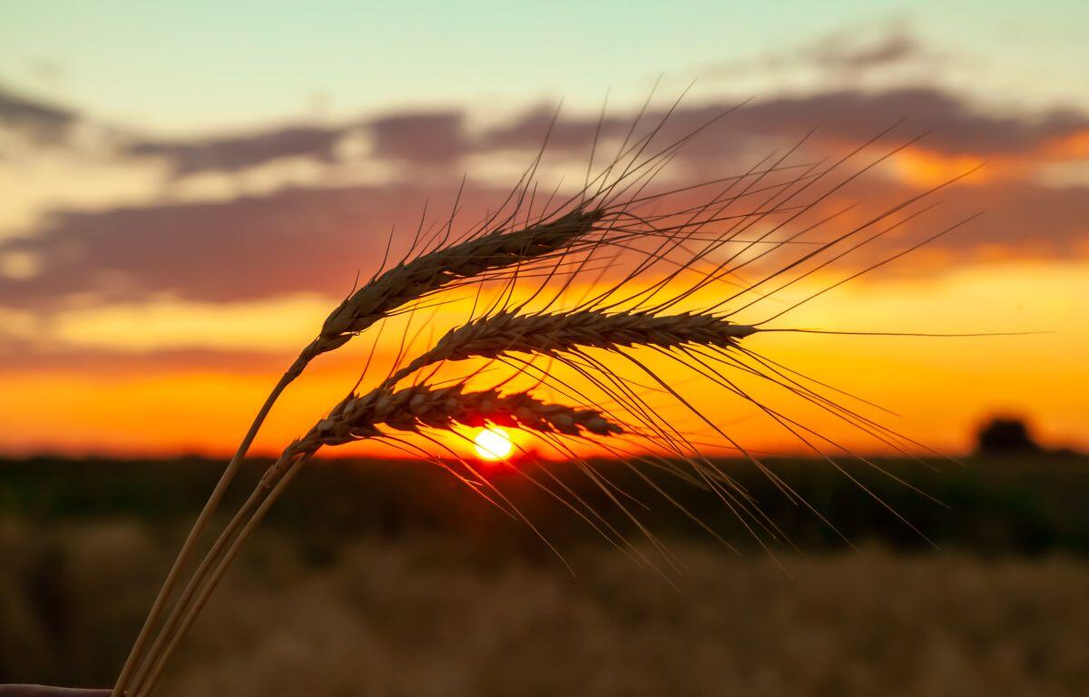 Wheat field in LaSalle County, Illinois as the sun sets.