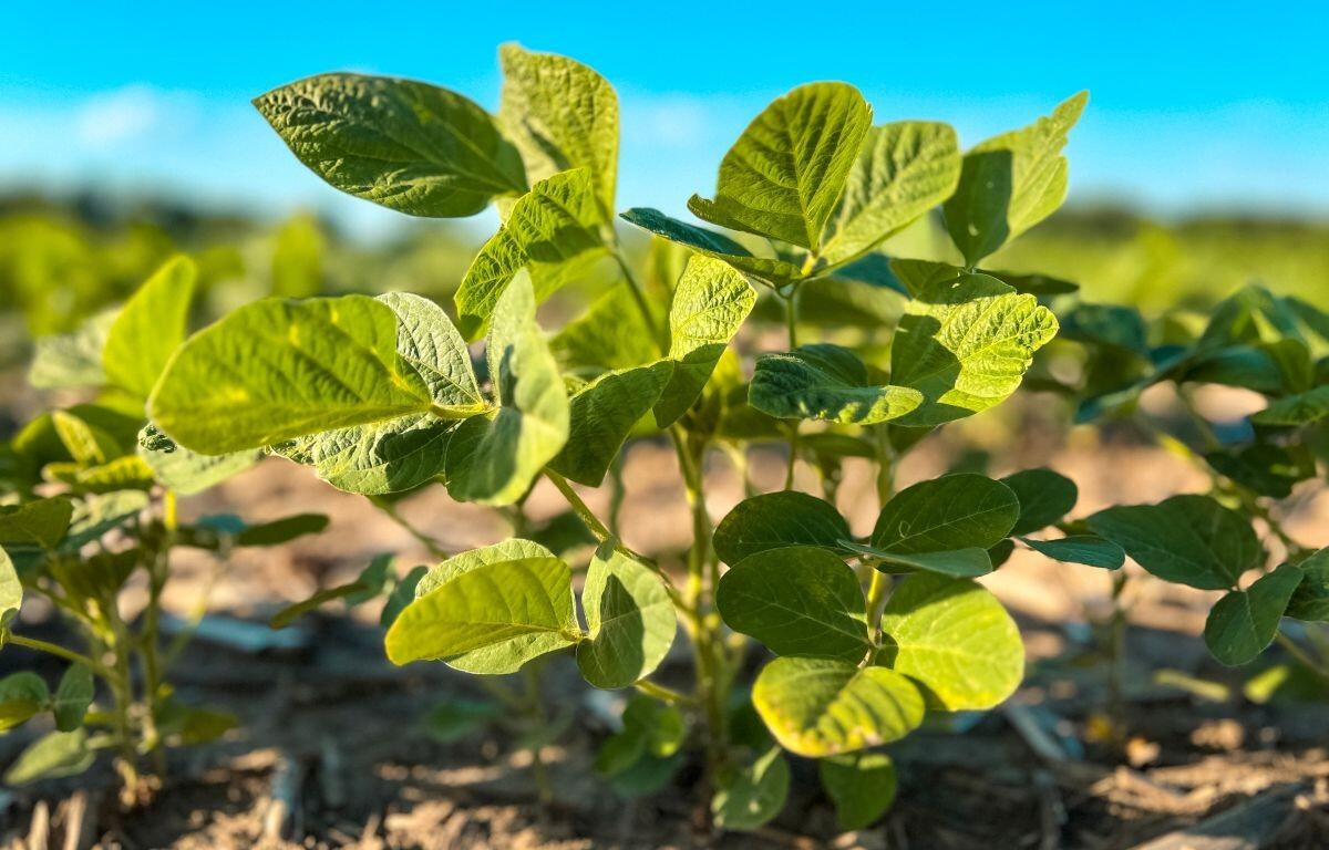 Young soybean plants in a no-till agricultural field. Captured in mid June in the Midwest.
