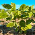 Young soybean plants in a no-till agricultural field. Captured in mid June in the Midwest.