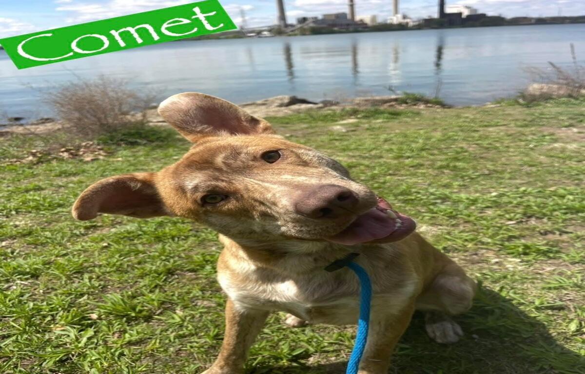 Comet