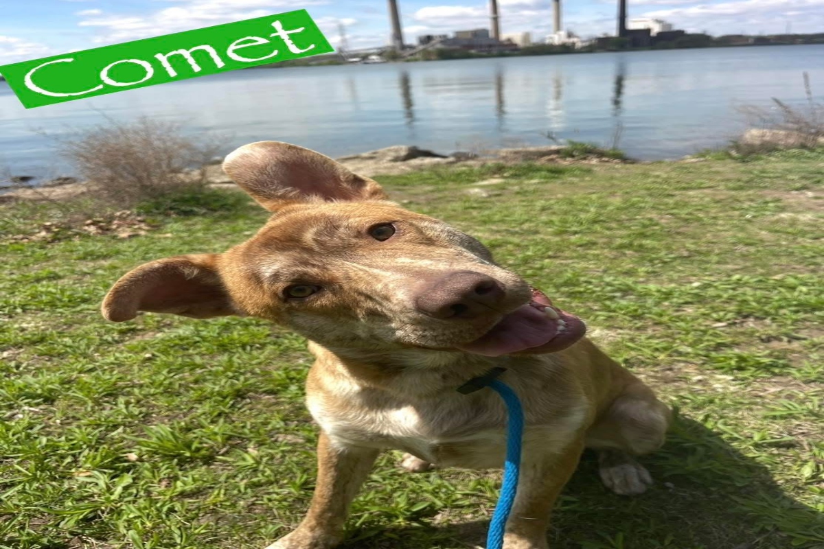 Comet