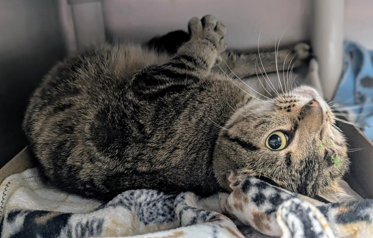 Lexi the Cat