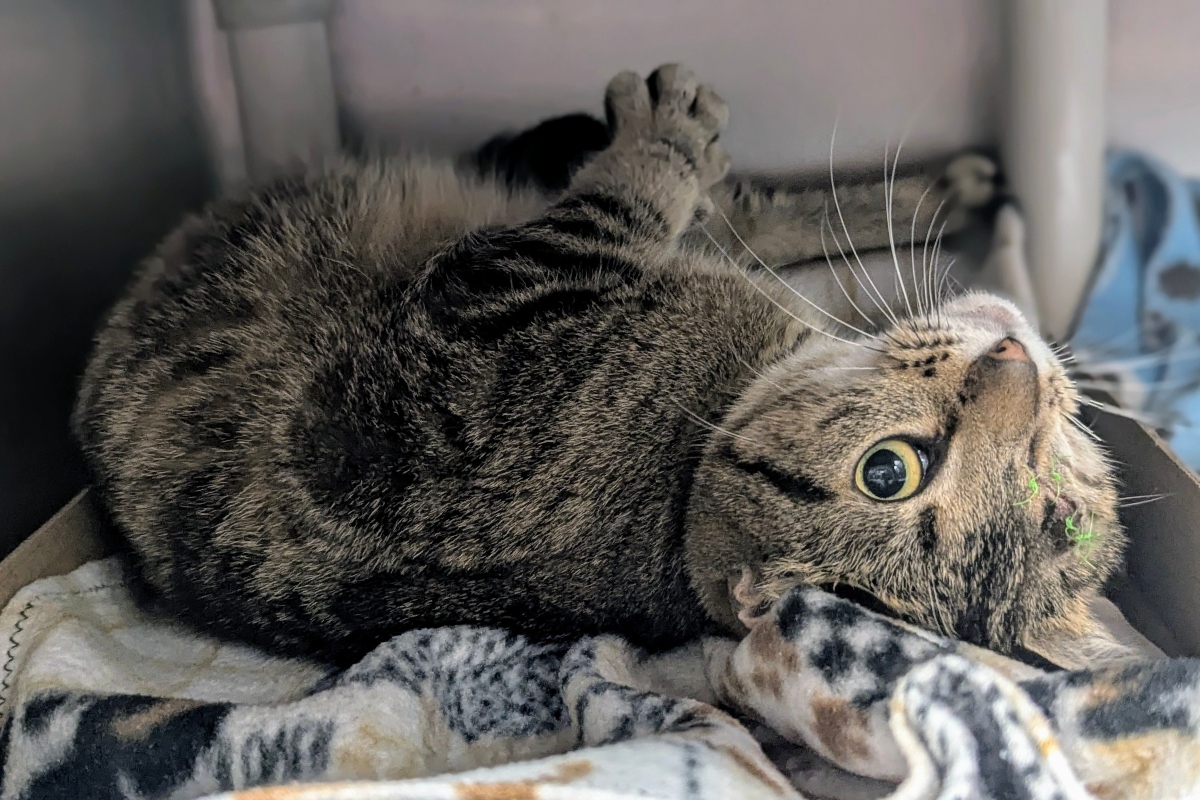 Lexi the Cat