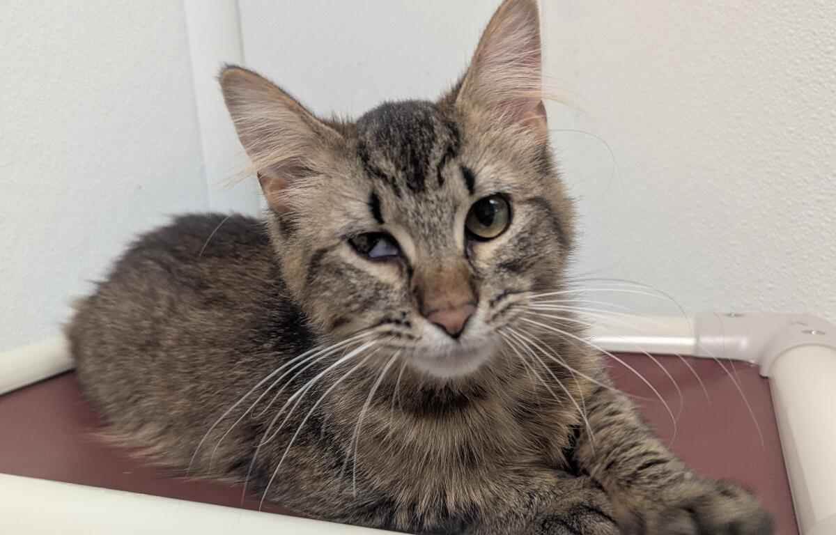Lido the cat