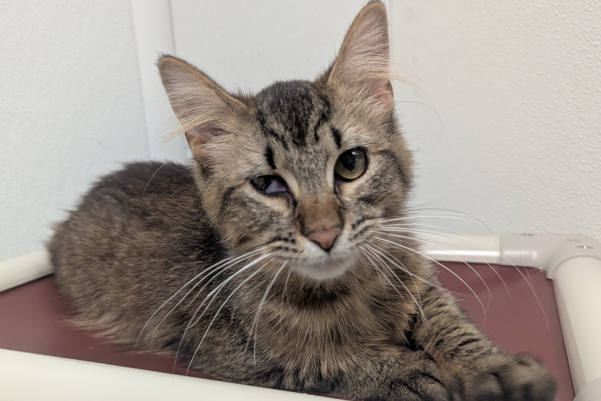Lido the cat