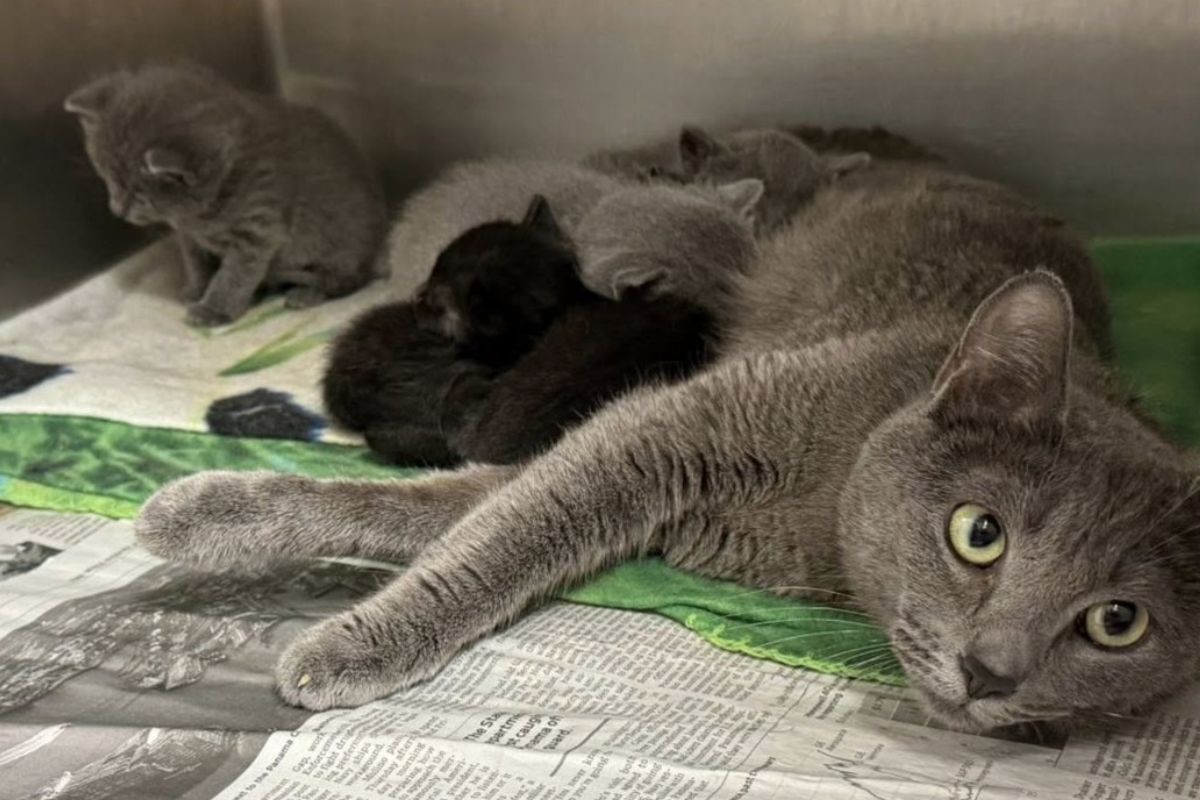Mother cat nursing kittens