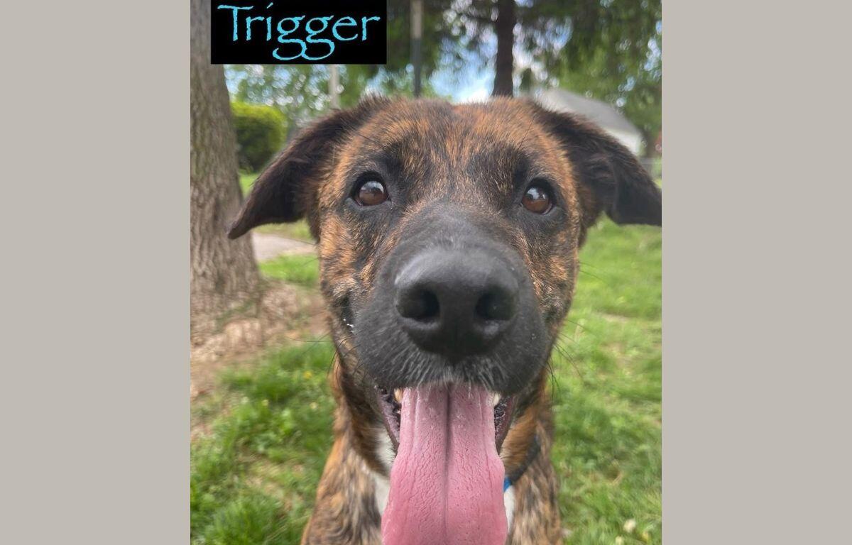 Trigger - Dog of the Week