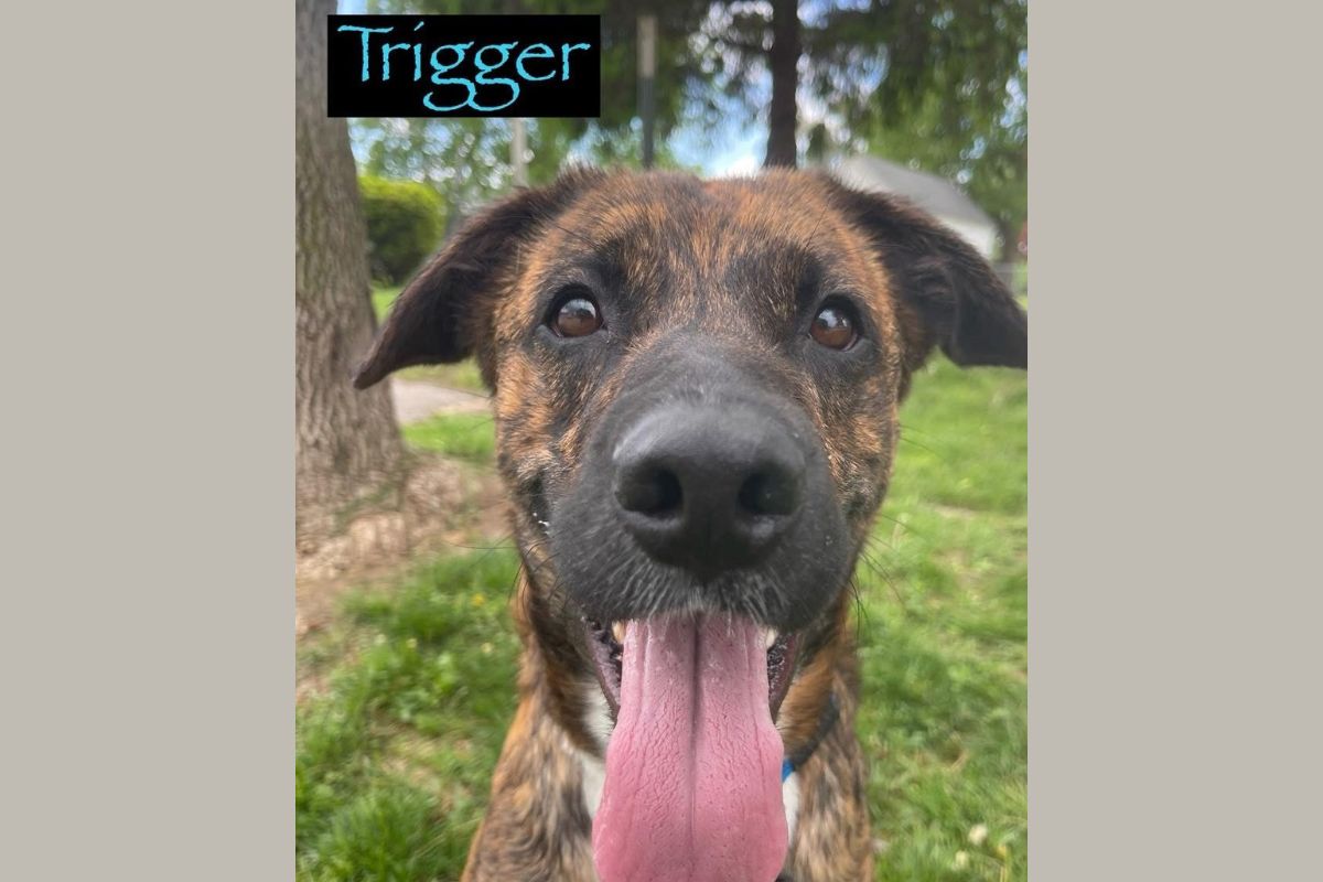 Trigger - Dog of the Week