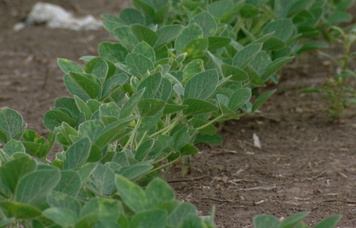 A row of soybeans are pictured in a field in Springfield. (Capitol News Illinois photo by Andrew Campbell)