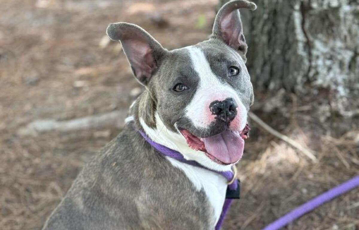 Marsha dog of the week