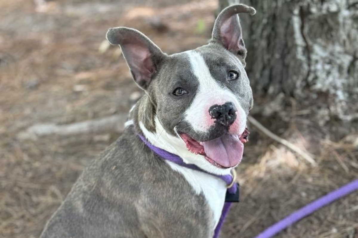 Marsha dog of the week