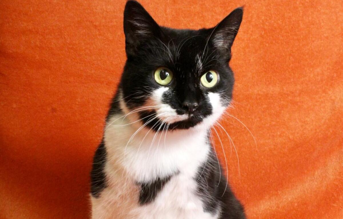 Elphaba the Cat APL