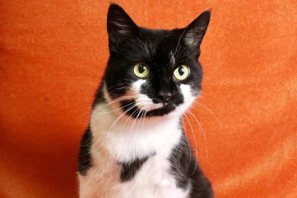 Elphaba the Cat APL