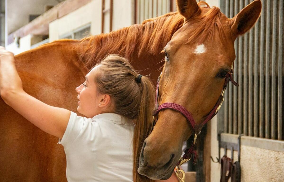 A measure awaiting Gov. JB Pritzker would mandate that certain insurance plans cover hippotherapy and other therapeutic horseback riding treatments. (photo by Philippe Oursel via Unsplash)