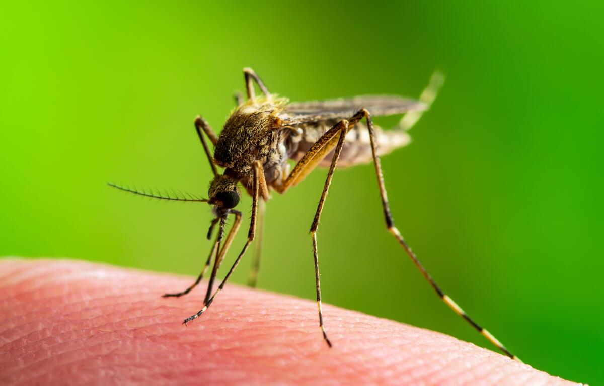 Mosquito shutterstock