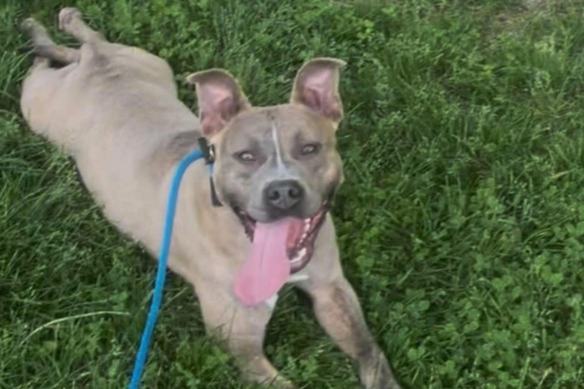 Bonnie is the Sangamon County Animal Control and Adoption Center Dog of the Week