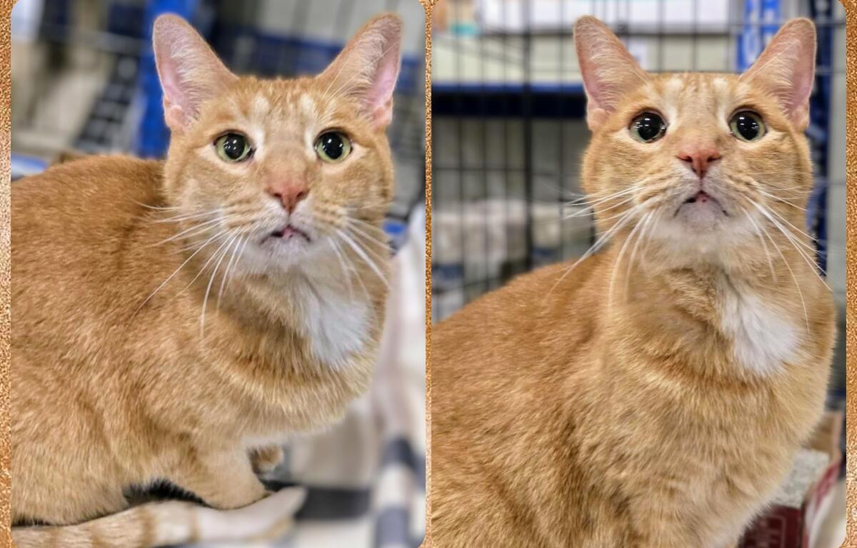Montana is the Meow Mobile Cat of the Week