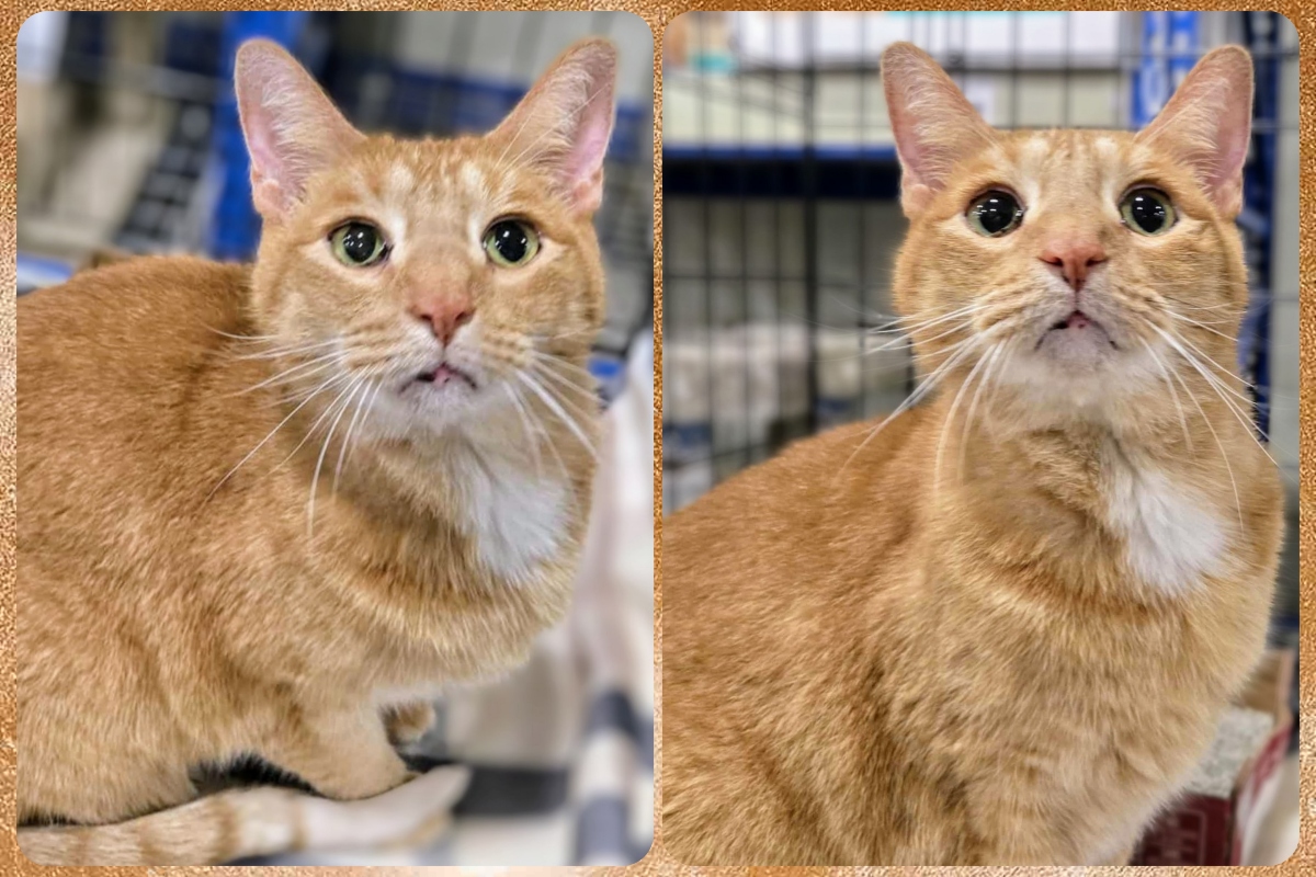 Montana is the Meow Mobile Cat of the Week