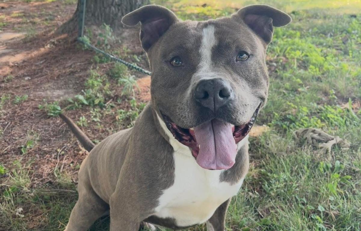 Romeo is the Sangamon County Animal Control and Adoption Center Dog of the Week