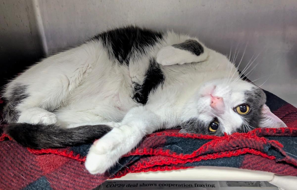 Wilbur Meow Mobile Cat of the Week