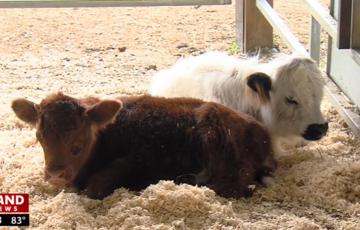 Two of the livestock being raised, and potentially sold, by "Pandarosa Ranch" in Dawson.