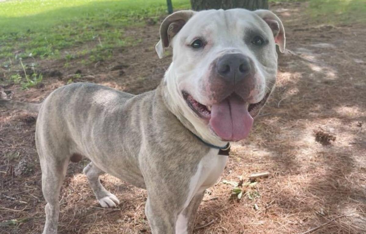 Brutus is the Friends of Sangamon County Animal Control and Adoption Center Dog of the Week!