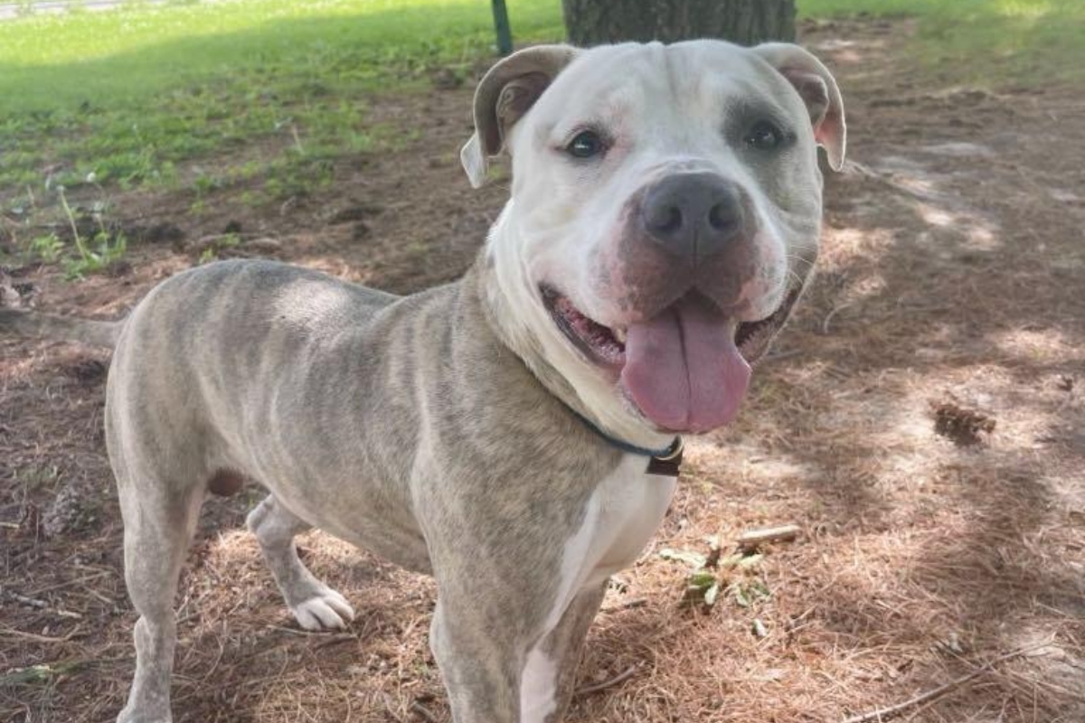 Brutus is the Friends of Sangamon County Animal Control and Adoption Center Dog of the Week!