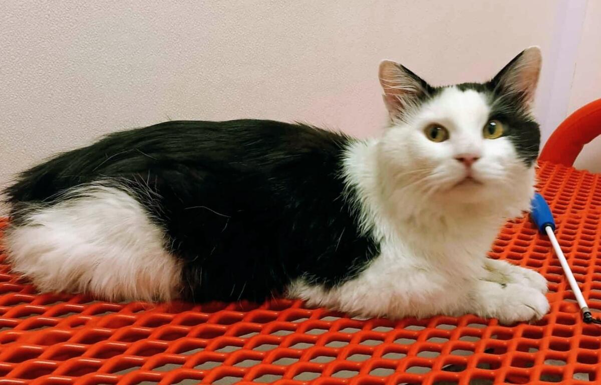 Othello is our Meow Mobile Cat of the Week