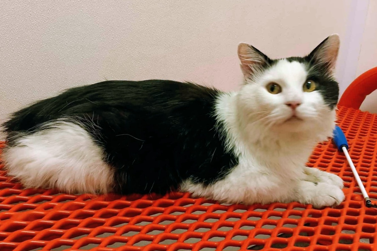 Othello is our Meow Mobile Cat of the Week